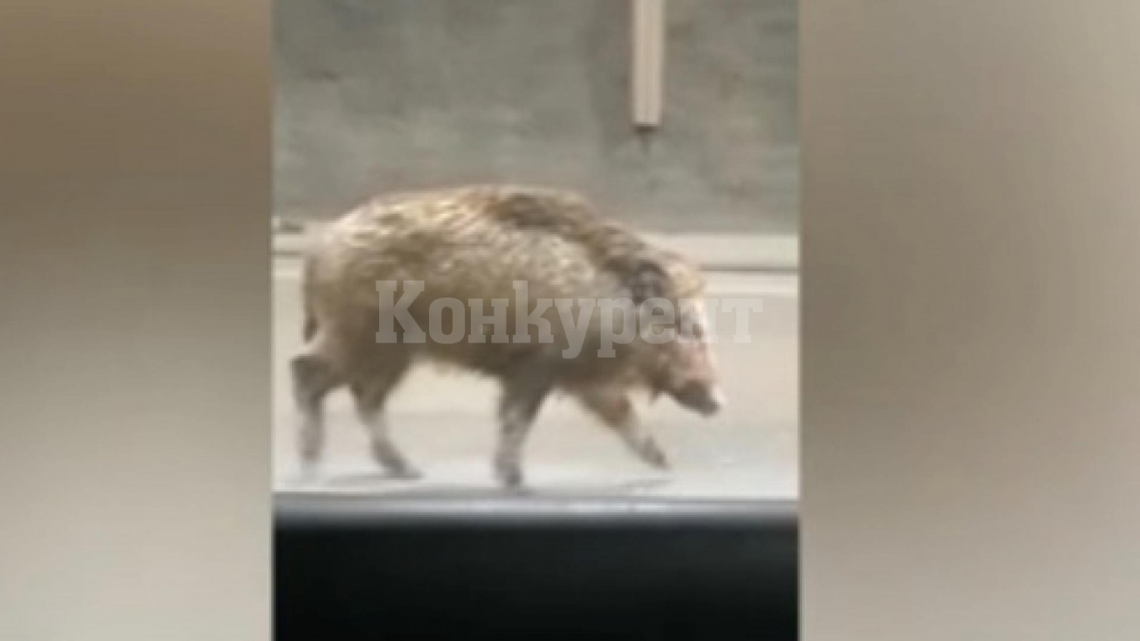 ШОК! Глиган се разхожда из тунела \"Витиня\" ВИДЕО : Konkurent.bg