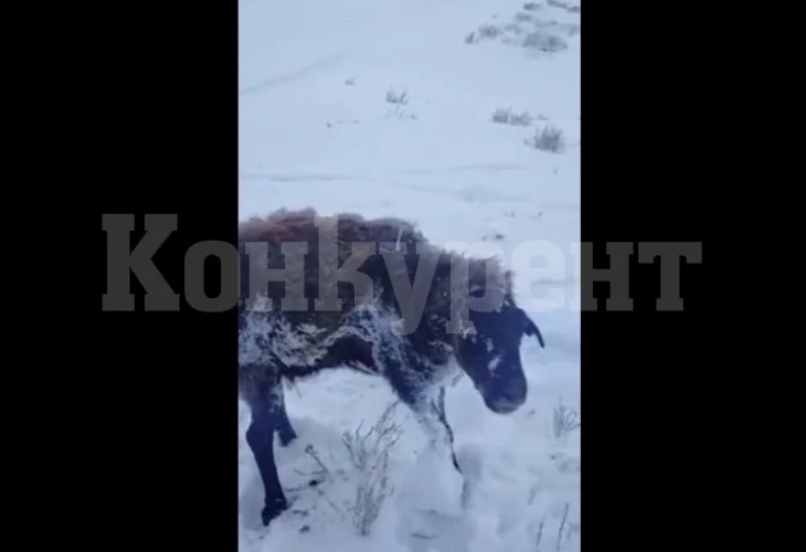 Кошмарни студове в Казахстан: животните замръзват в движение ВИДЕО