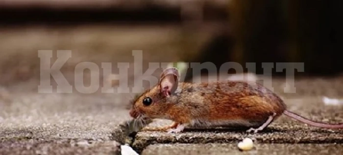 Германски учени възстановиха двигателните способности на парализирани мишки