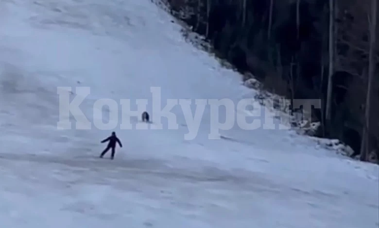 Страховито! Мечка подгони скиор ВИДЕО