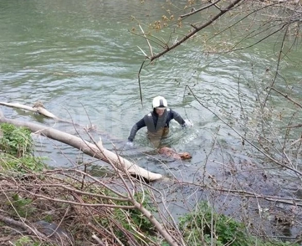 Водолази извадиха куче от водите на река Огоста