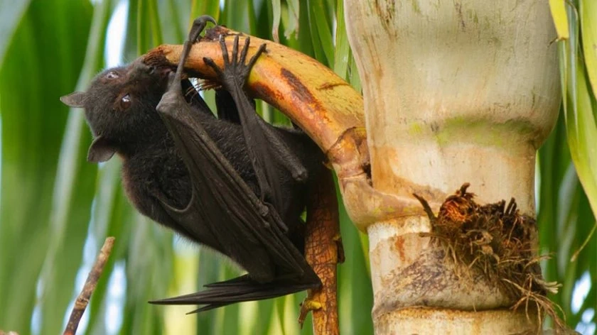 Забравете Covid-19! Вирусът Nipah може да причини пандемия със 75% смъртност