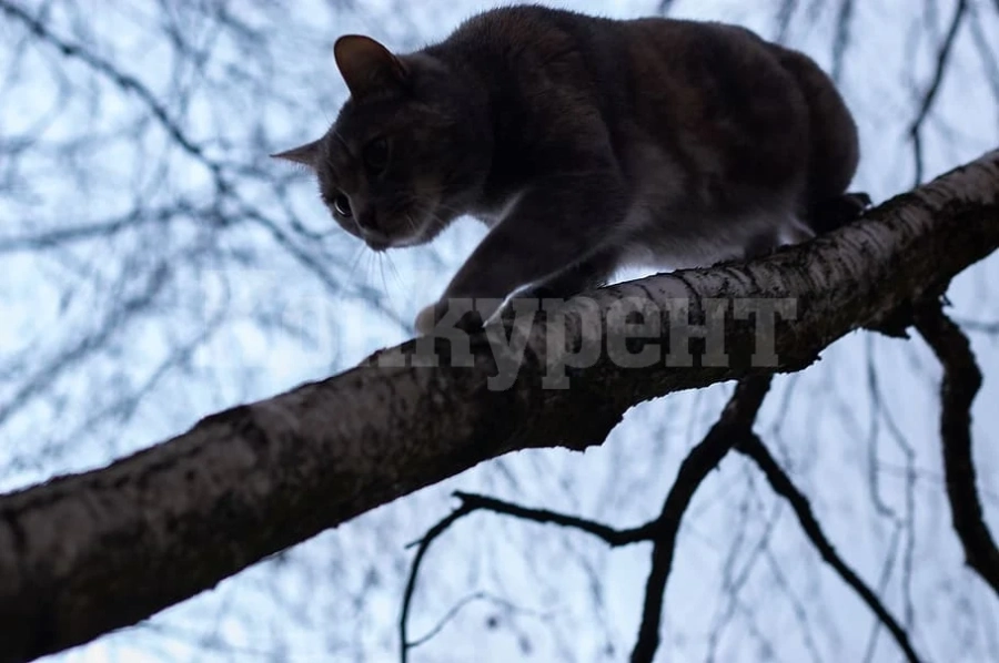 Огнеборци сваляха котка от дърво във Видин