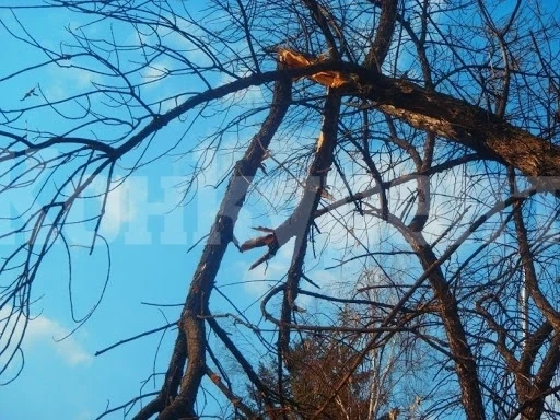 Вятърът прекърши дървета, пламнаха пожари