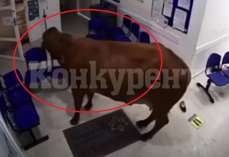 Крава нахлу в Спешно отделение на болница и стана страшно ВИДЕО