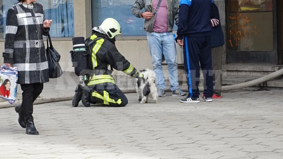 Пожарникари спасиха кученце