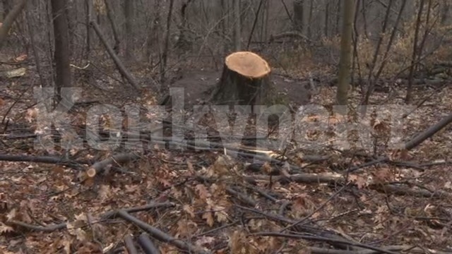 Всяка трета цепеница у нас нелегално отсечена