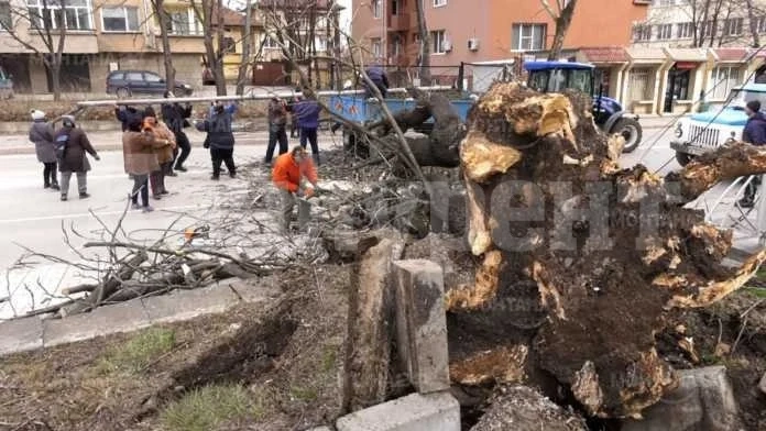 Паднали дървета и запалени комини заради вятъра в Монтанско