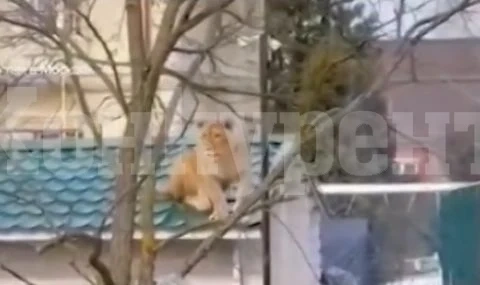 Лъв върху покрива на къща ВИДЕО