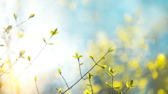 Слънчево време ни чака и днес