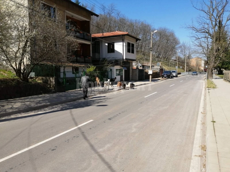 Вижте как се спазва забраната за отглеждане на животни във Враца СНИМКИ