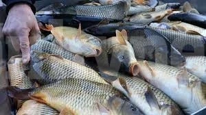 Рибари продават риба до 5 кг за лична употреба