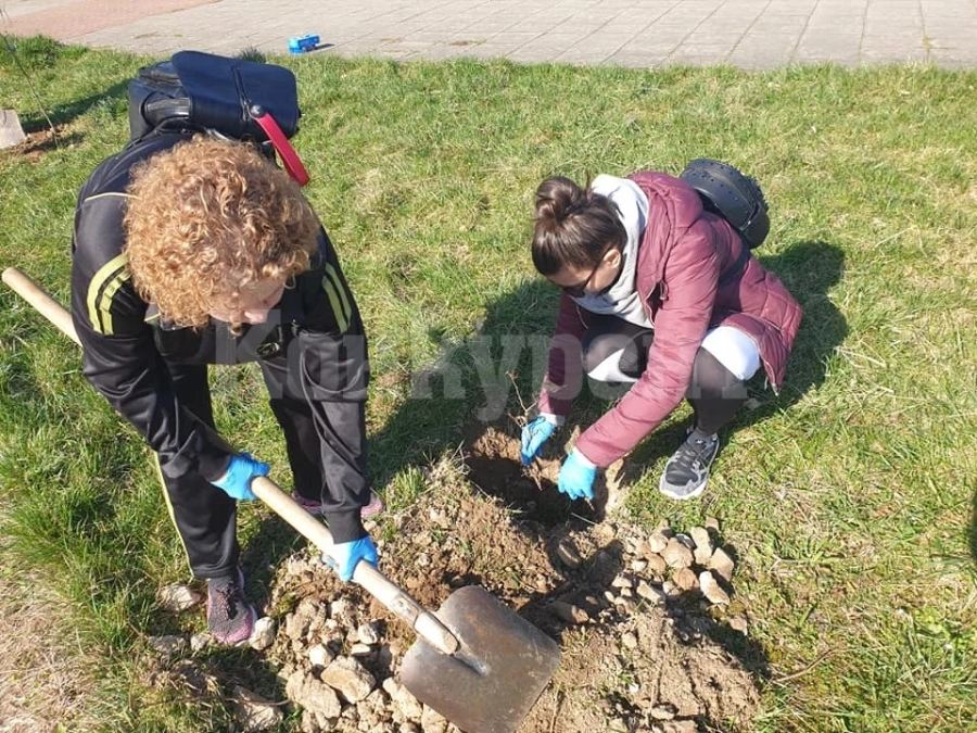 Община Вършец засади 150 нови дървета СНИМКИ