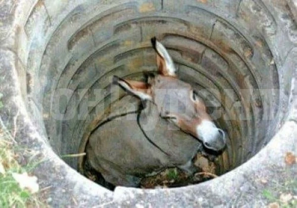 Леле, мале! Магаре падна в шахта, изкопана от стопанина му