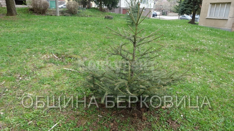 Община Берковица започна традиционното пролетно залесяване с фиданки
