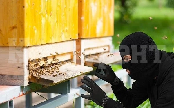 Задигнаха кошери от землището на Владимирово