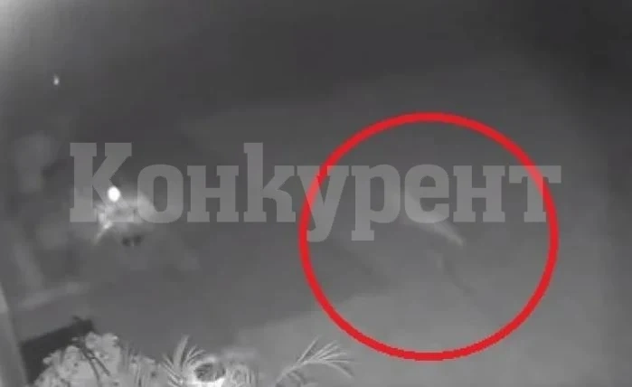 Жена се вцепени от ужас от това, което видя в двора си ВИДЕО
