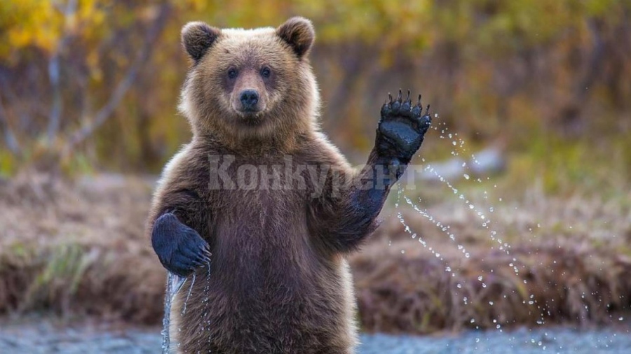 Мечка вдигна жандармерията на крак