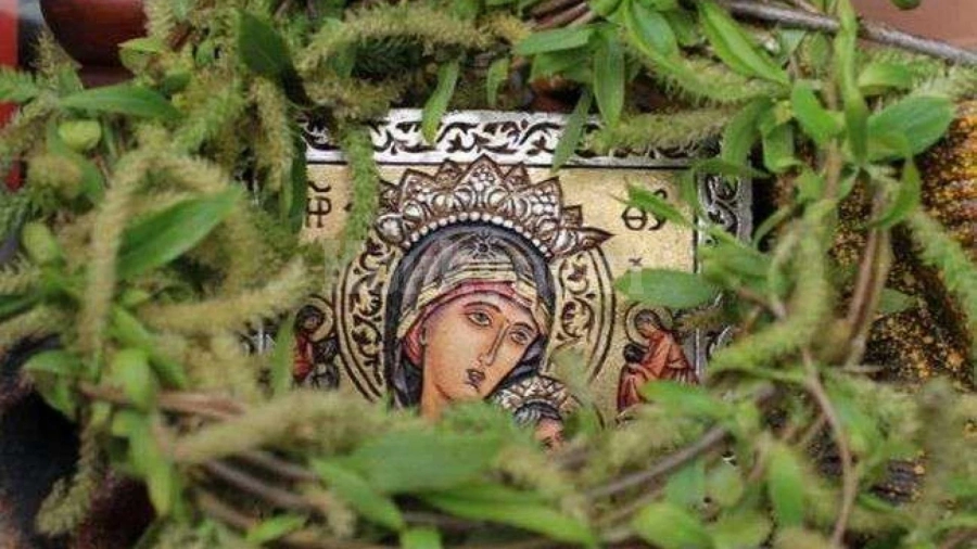 Върбовите клонки церят дископатия