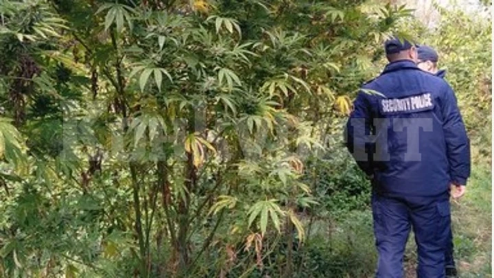 Полиция и жандармерия влизат в нивите