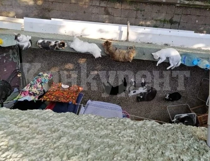 Съседи в жилищен блок враждуват заради 12 котки и три кучета в малък апартамент в Монтана СНИМКИ