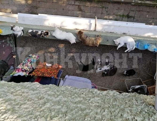 Съседи в жилищен блок враждуват заради 12 котки и три кучета в малък апартамент в Монтана СНИМКИ