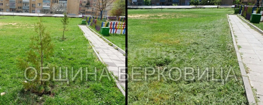 Вандали изкорениха дръвчета в Берковица СНИМКИ