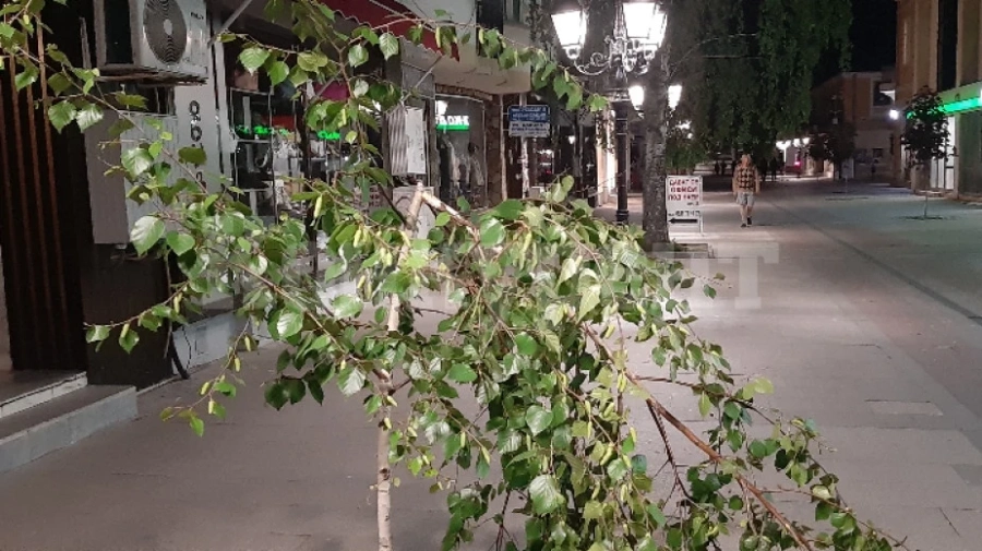 Още едно прекършено дръвче в центъра на Видин