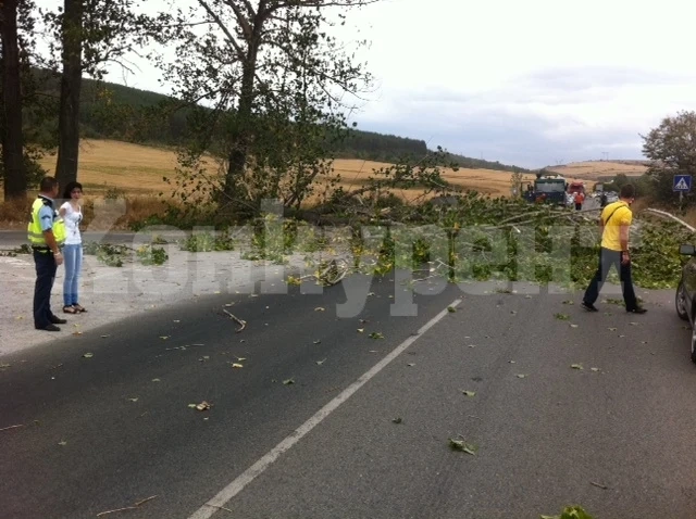 Пожарникари махаха паднало дърво от Е-79