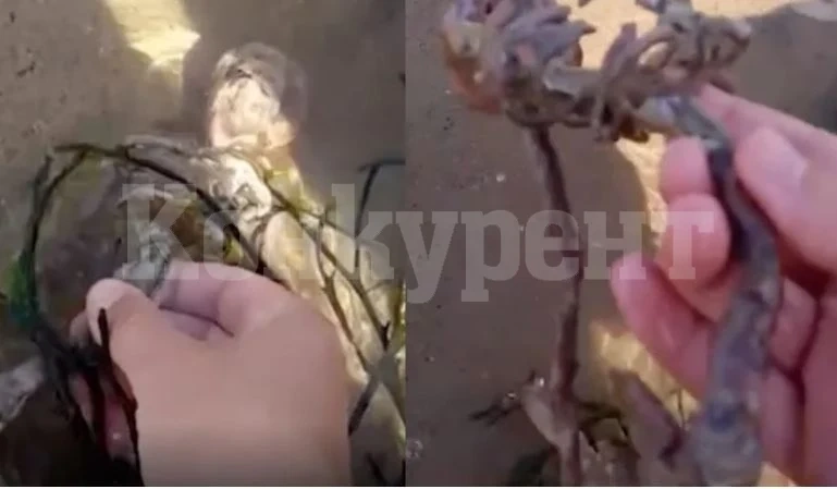 Младеж намери на плажа скелет на русалка и ужаси мрежата