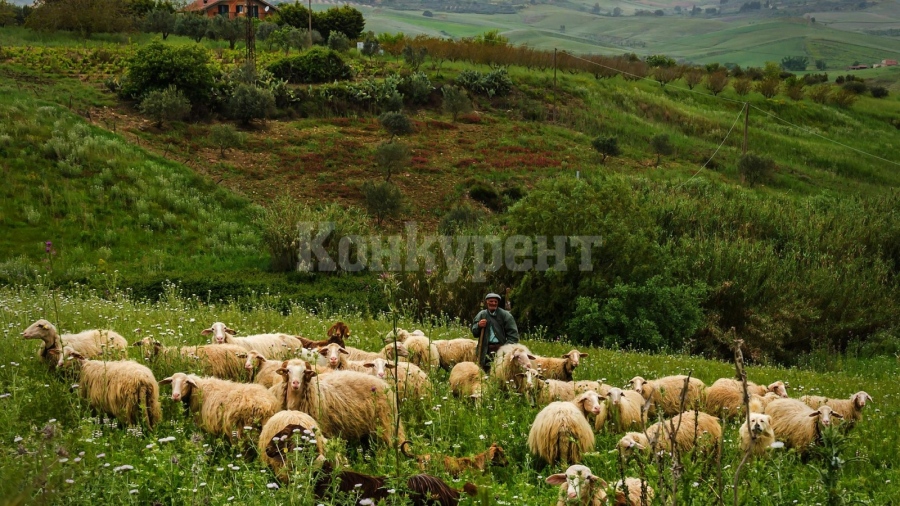 Пастири се сбиха с дървен прът