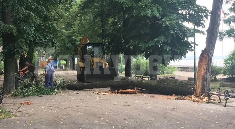Пожарникари махаха паднали дървета от улици във Видин