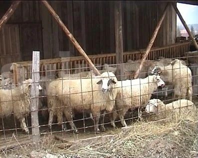 Трима ошушкаха кошарата на селянин, но ги пипнаха бързо и...