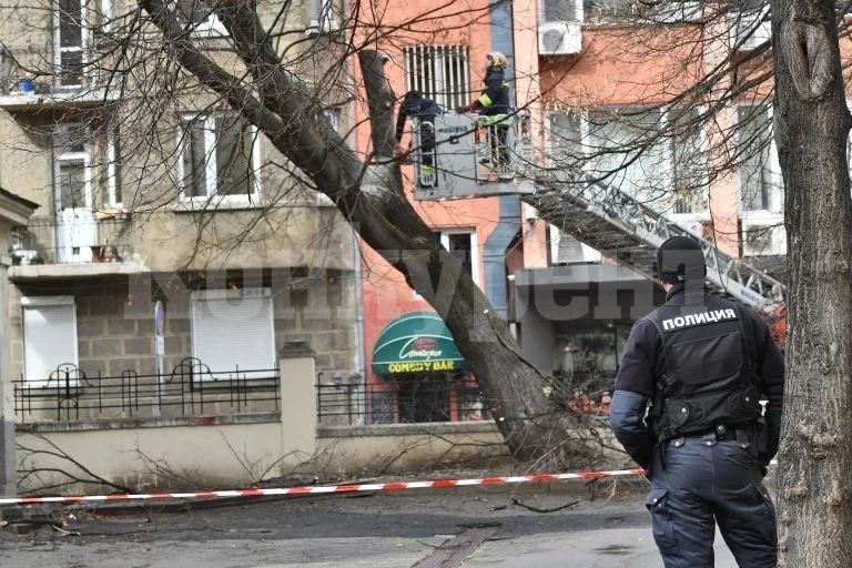 Пожарникари махаха опасни дървета във Видин