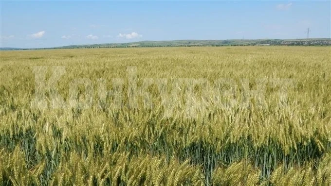 Дни преди жътвата- във Видинско посевите са добри