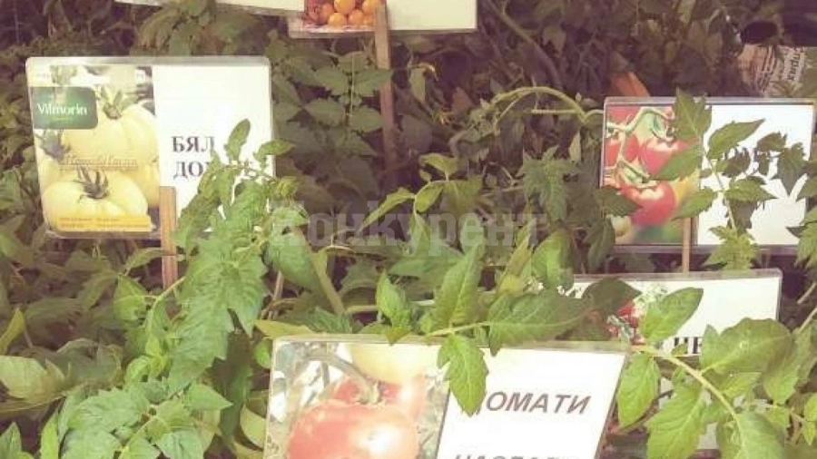 РЕКОРДНО: Разсадът поевтиня