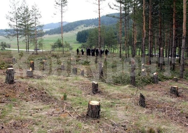 Спипаха трима, секли незаконно в гората край Боровци