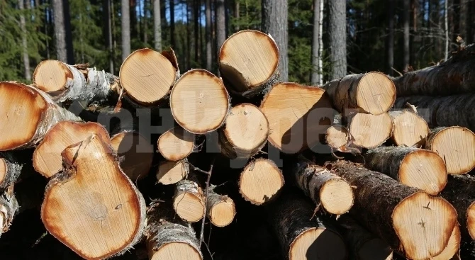 Издирват апаши, секли в частна гора край Медковец