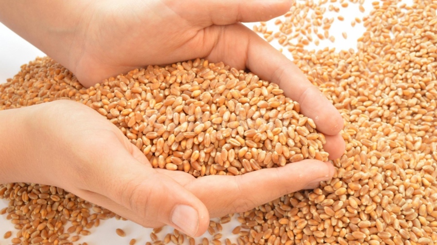 На Софийската стокова борса търговци търсят жито по 370 лв./т