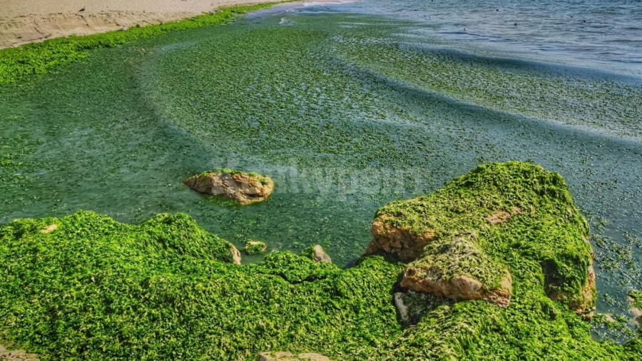 В супа от водорасли се превърна морето край Варна