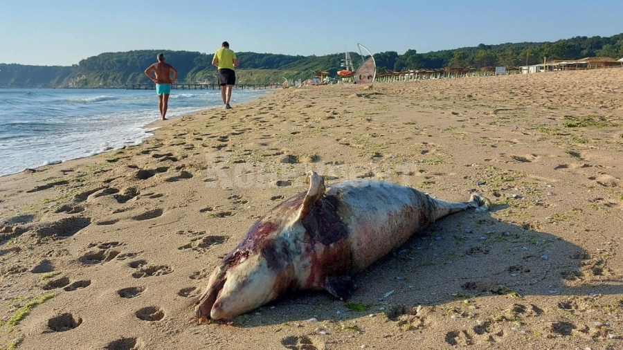Морето изхвърли умрял малък делфин