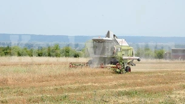 Високи са добивите от пшеница в Монтанско