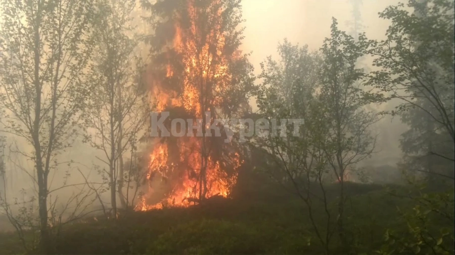 Четири деца причинили горския пожар край Велинград