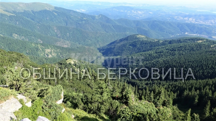 Стягат „Празник на малината“ в Берковския балкан