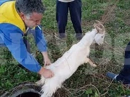 Пожарникари спасяваха коза, паднала в шахта