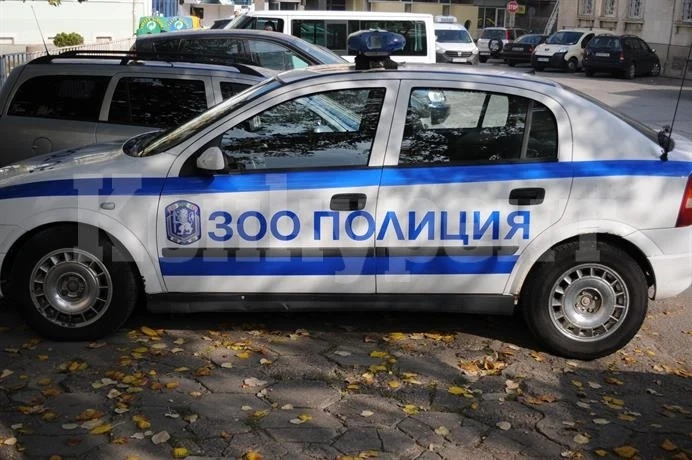 Калпав шофьор блъсна и уби куче в Борован, издирват го