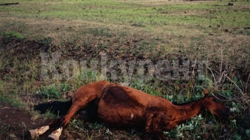 Жестоко убийство! 18-годишен закла брутално кобилата на съсед