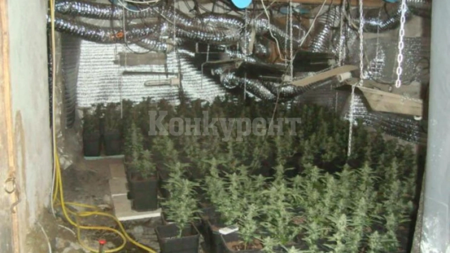 Пожар издаде производител на коноп в София