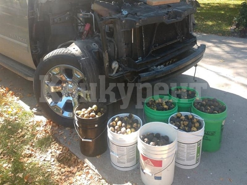 Катерица съхрани около 100 кг ядки под капака на Chevrolet СНИМКИ