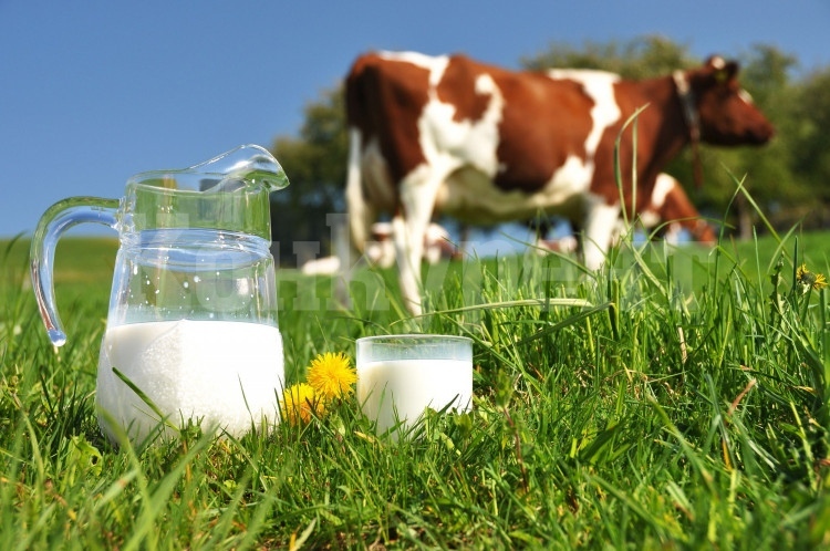 Поскъпването на тока удари и фермите, цената на млякото скача